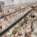 Comedero avícola de reproductoras de Canal