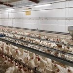 Comedero avícola de reproductoras de Canal