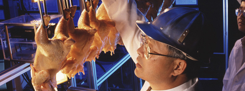 seguridad alimentaria pollo