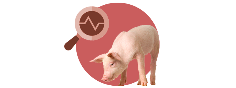 Monitorizacio porcina