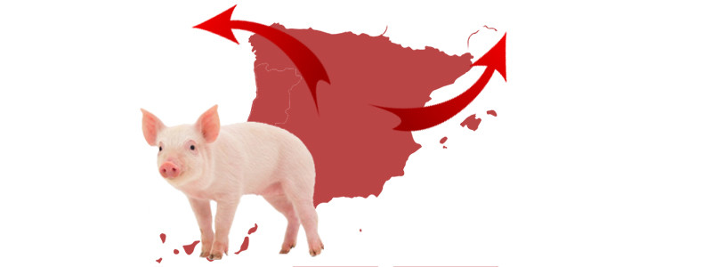 Aumentan las exportaciones de porcinos